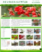 植物租賃_網站模板_seo網站優化_網站建設案例